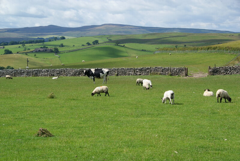 Sheep And Cows On The North Side Of Bill Boaden Cc By Sa