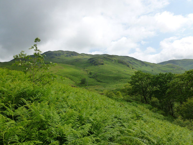 Bracken Covered Slope By Buchan Burn Alan O Dowd Cc By Sa 2 0