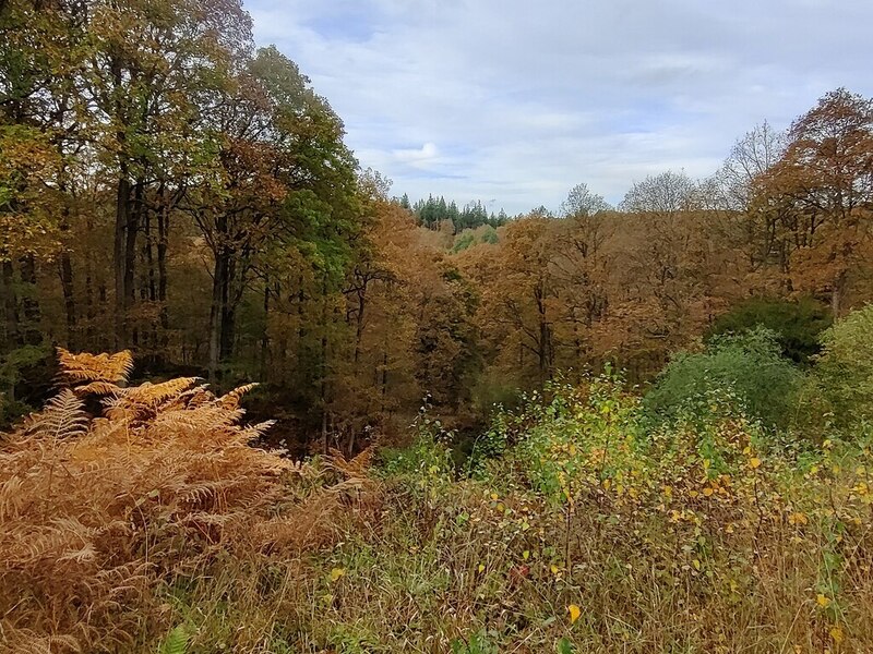 Autumn In The Wyre Forest Mat Fascione Cc By Sa 2 0 Geograph