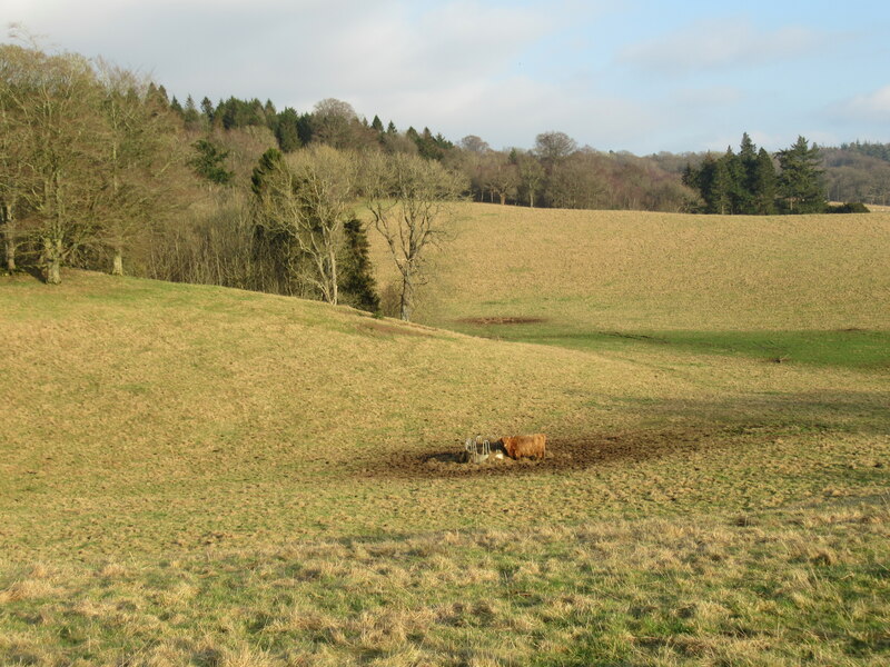 Highland Cow Feeding Near Auchenglen Alan O Dowd Cc By Sa 2 0