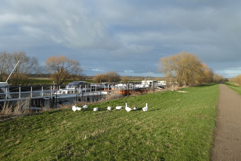 Geese Beside The River Calder DS Pugh Cc By Sa 2 0 Geograph