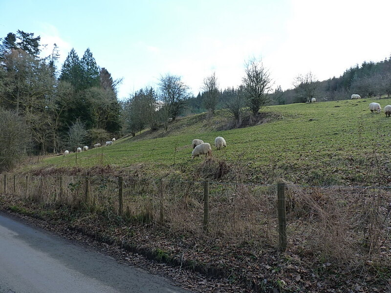 Sheep Grazing In A Field Beside The Road Richard Law Cc By Sa