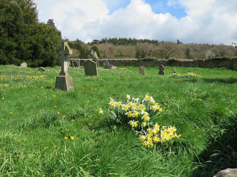 Daffodils At St John The Baptist Church Fabian Musto Cc By Sa