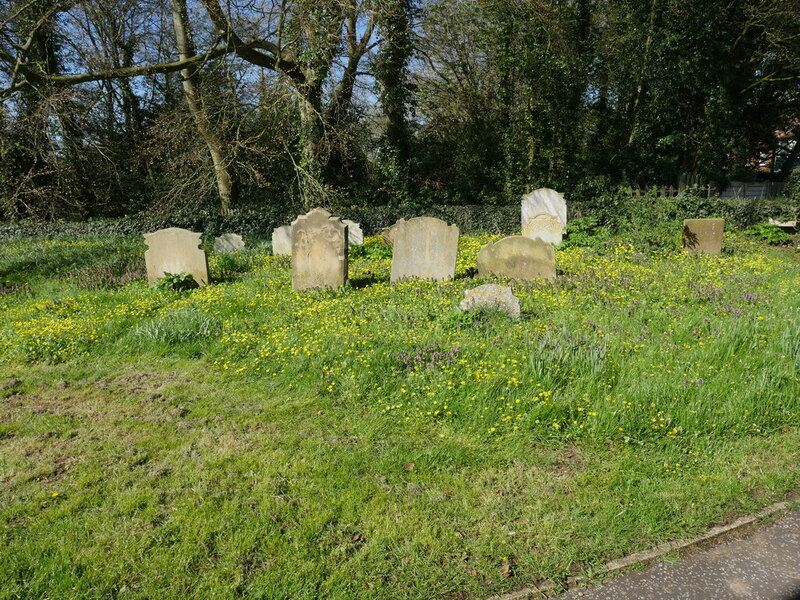 Celandines Amongst The Gravestones David Pashley Cc By Sa 2 0