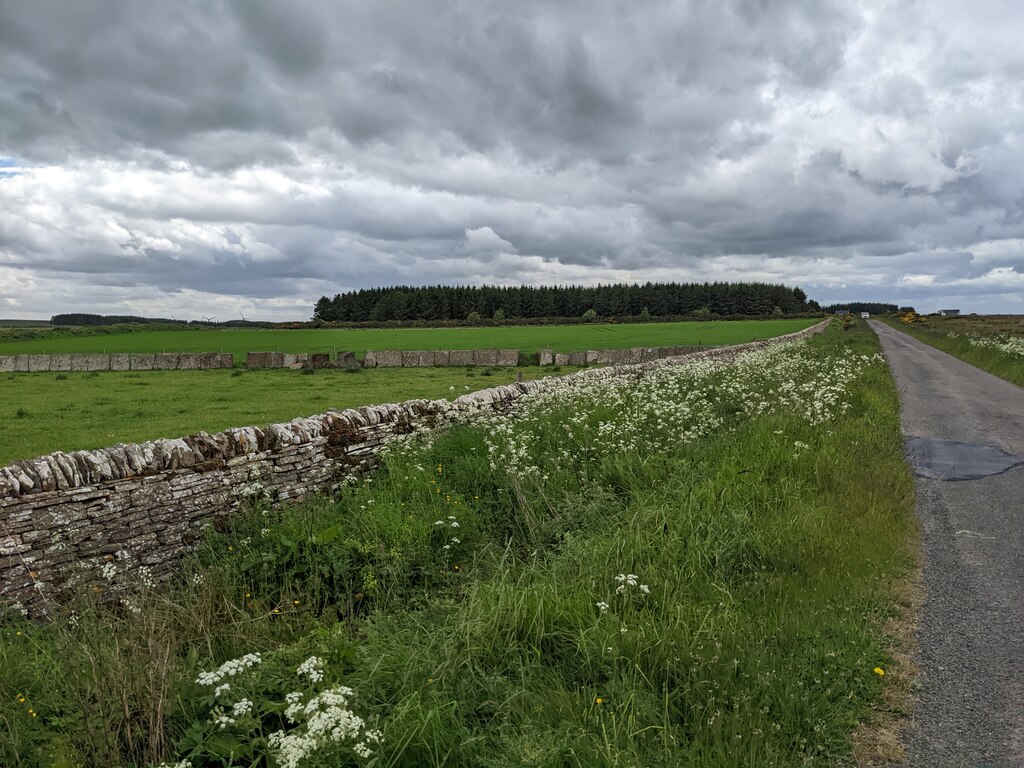 Flowers On The Verge David Medcalf Cc By Sa 2 0 Geograph Britain