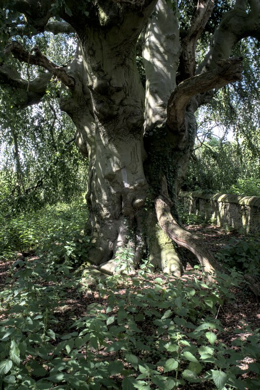 The Trunk Of The Tree Bob Harvey Cc By Sa Geograph Britain And