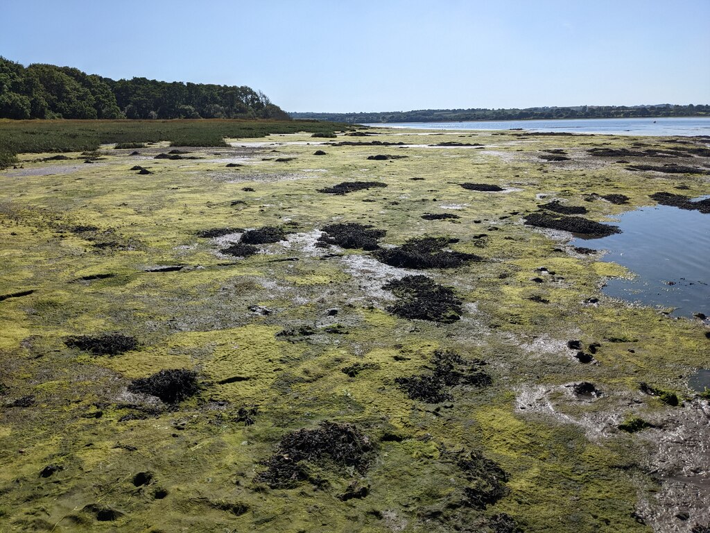 Mud And Weed In The Eastern Cleddau David Medcalf Cc By Sa 2 0