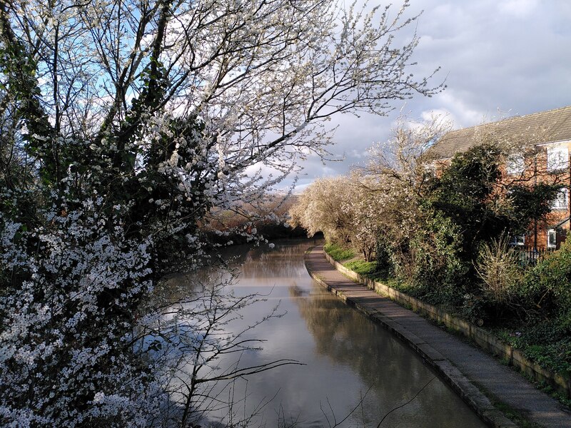 Blackthorn Blossom By The Coventry A J Paxton Cc By Sa 2 0