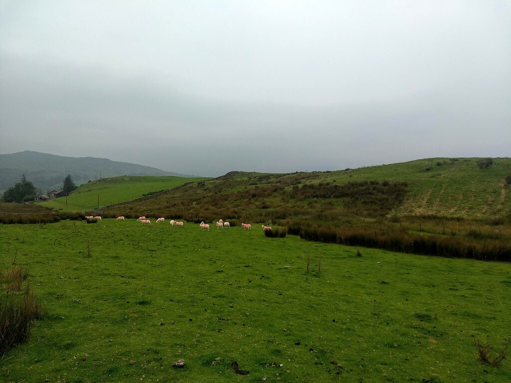 A sheep field near Cae glâs David Medcalf cc by sa 2 0 Geograph