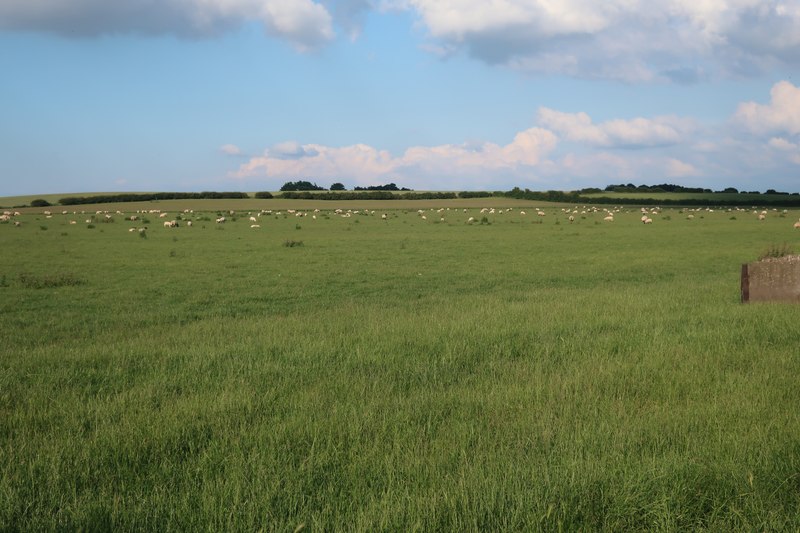 Sheep Field Near Conington Hugh Venables Cc By Sa Geograph