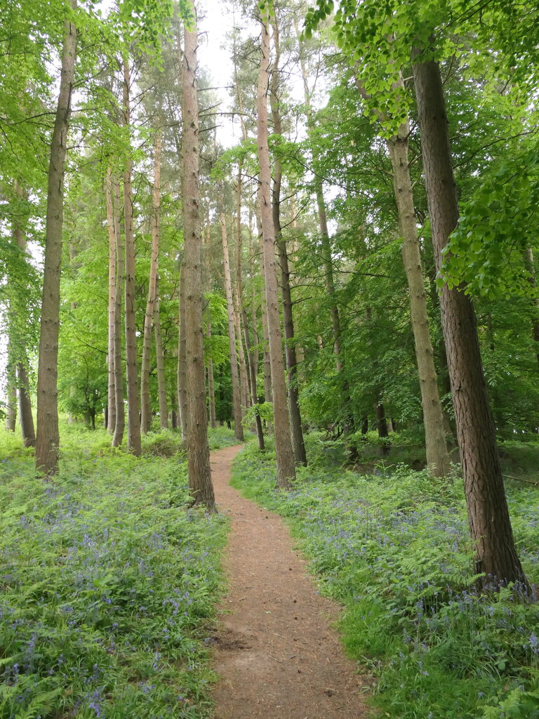 Path Moccas Hill Wood Richard Webb Cc By Sa Geograph Britain