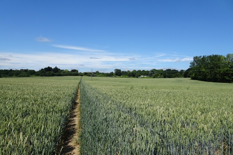 Wheat Field East Of Crockenhill Ds Pugh Cc By Sa Geograph