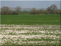 SU0861 : View across fields towards Alton Barnes white horse by Doug Lee