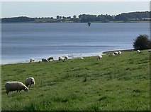 SK9107 : Grazing the shore of Rutland Water by Mat Fascione