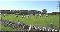 Sheep grazing near Cae Hywel