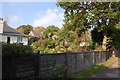 Palm Trees in Garden, Beauharrow Road