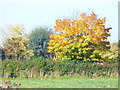 Autumn by Sussex Farm