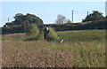 Meadow backed by railway embankment