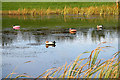 A pond at Eyemouth golf course