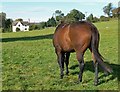 Horse at Middle Hambleton