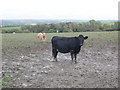 Damp field, north of Llanddewi Velfrey