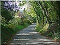 Tree lined lane in Upper Hambleton