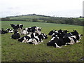 Resting cattle, at Lanlliwe