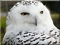 Snowy Owl at Highland Wildlife Park