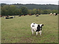 SN2314 : Beef herd, west of Llanddowror by Roger Cornfoot
