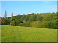 Wood near Chantry Mill