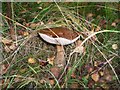 A Brown Birch Bolete