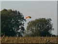 Maize and trees, Horpit, Wanborough