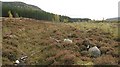 Cleared woodland, Glen Feshie