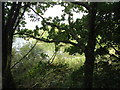 A glimpse of Llyn Pen-y-parc through the trees