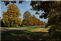 Trees on the Guarlford Road