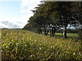 Maize crop, near Trebarrow