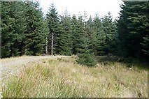 SO0401 : Mynydd Merthyr forest by Graham Horn