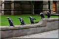 Penguins in the street, Dundee