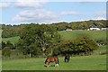 Paddock at Well Place