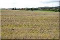 Field of stubble