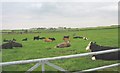 Lying cattle at Treferwydd