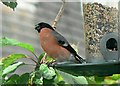 A welcome garden visitor