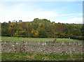 Unnamed wood, Morse Lane, Drybrook