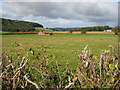 Northern edge of the Forest of Dean