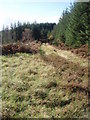 Overgrown forestry road south of Garcrogo Hill.