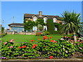 Fine display of geraniums