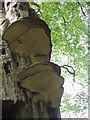 Bracket fungus and woodpecker holes.