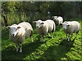 SK3858 : Sheep guarding the footpath! by Nikki Mahadevan