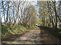 Lane through trees towards Llawhaden