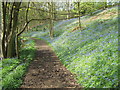 Carr Wood Bluebells